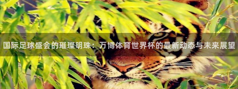 今年世界杯：国际足球盛会的璀璨明珠：万博体育世界杯的最新动态与未来展望